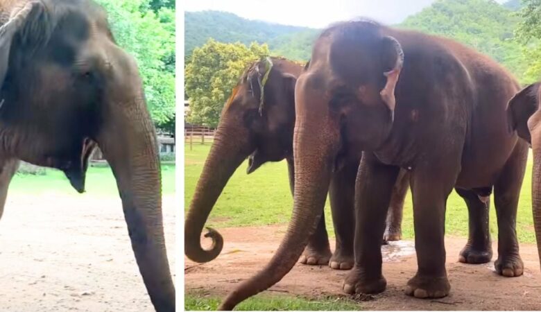 Postižená slonice slyší, jak ji přátelé “volají”, a sladké vzrušení jí rozplývá srdce