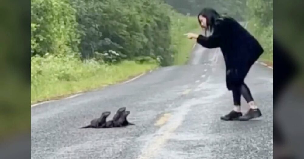 Žena zastaví kvůli “chlupatému chomáči” uprostřed silnice v nouzi