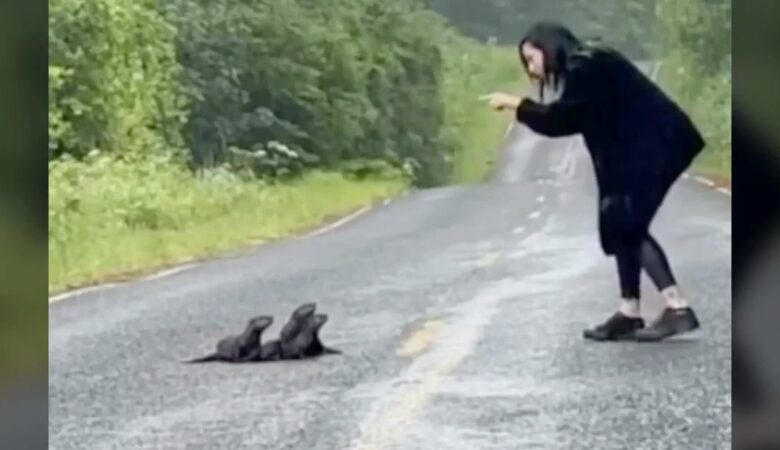 Žena zastaví kvůli “chlupatému chomáči” uprostřed silnice v nouzi
