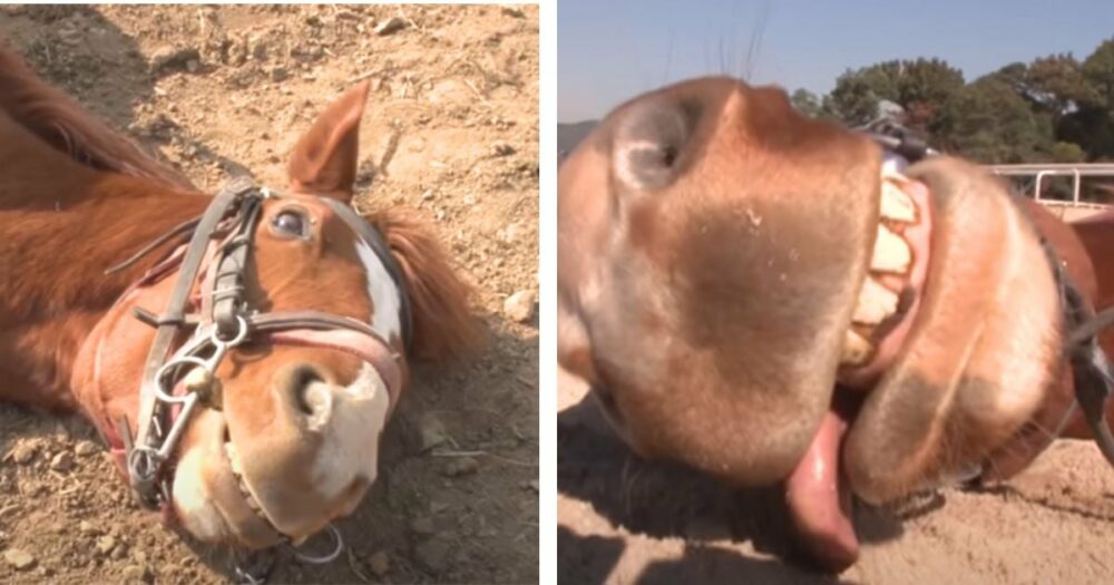 Dramatický kůň vtipně padá na zem a “hraje mrtvého”, když se na něm někdo pokusí jezdit