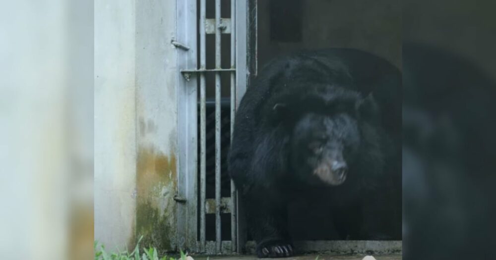 Černý medvěd, který byl 20 let v kleci, konečně poprvé vyšel ven
