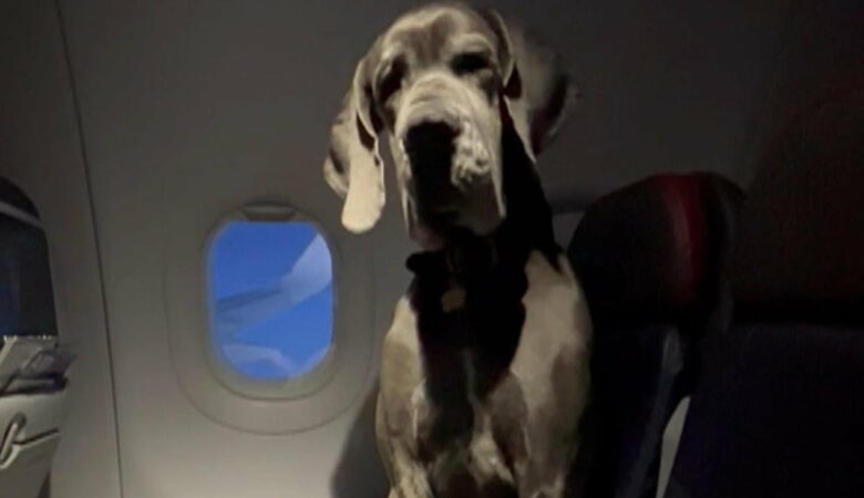 Cestující si na palubu mezistátního letu přivezl mohutnou německou dogu