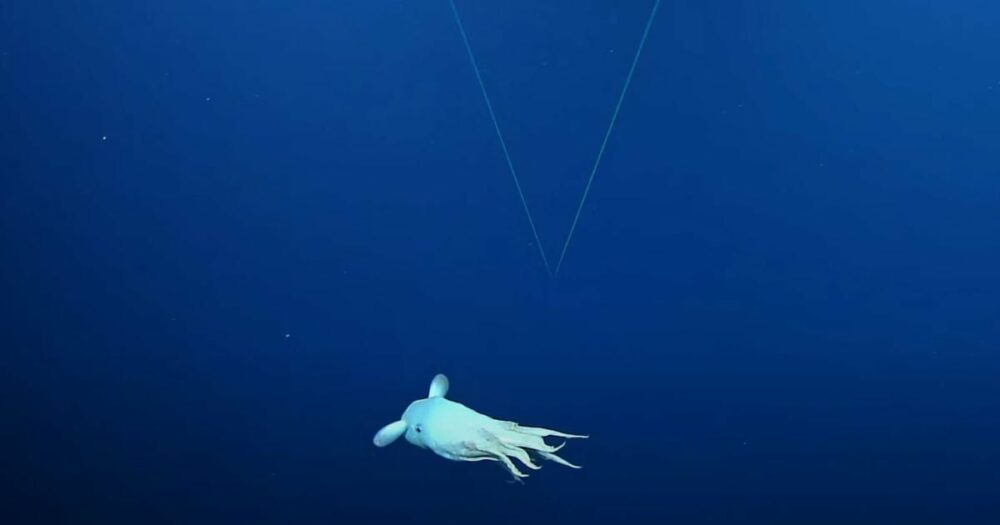 Rozkošná hlubokomořská chobotnice Dumbo zaujala vědce svou “strašidelnou” povahou