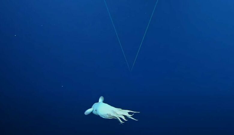 Rozkošná hlubokomořská chobotnice Dumbo zaujala vědce svou “strašidelnou” povahou