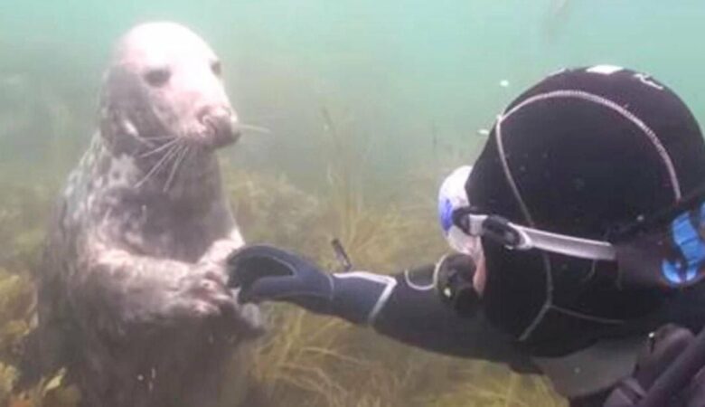 Přátelský tuleň připlave k potápěči a rozplývá srdce svou “rozkošnou žádostí
