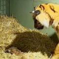 Podívejte se, jak tygří matka svým pozoruhodným instinktem zachraňuje svá novorozená mláďata