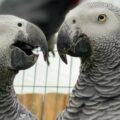 Papoušci, kteří se chovají jako nočníčci, byli nuceni se oddělit, protože se k návštěvníkům zoo chovali nejhůře