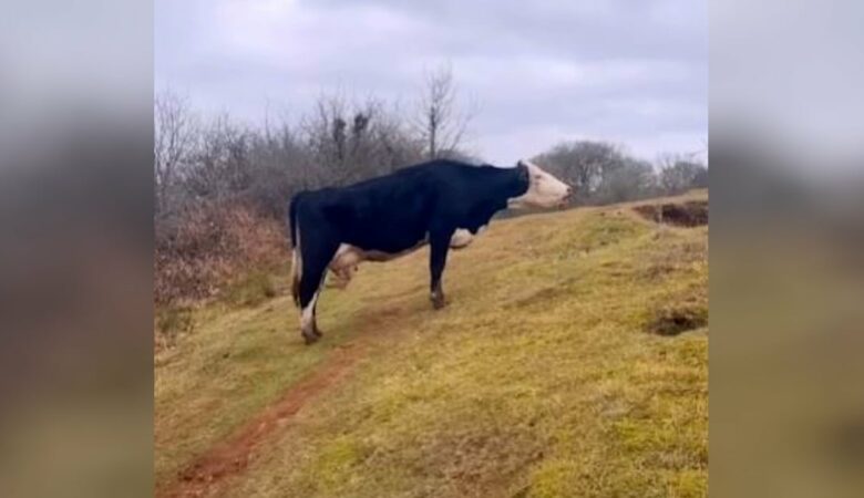 Turista spatří krávu, která pláče pro své mládě, a odmítá odejít, aniž by je znovu spojil