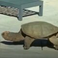Rodinný dvůr ozdobila majestátní obří želva, která netušila, co se bude dít