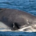 Samec velryby se pokusí zaútočit na velrybí mámu s mládětem, ale ochranný hejno delfínů jeho plán překazí