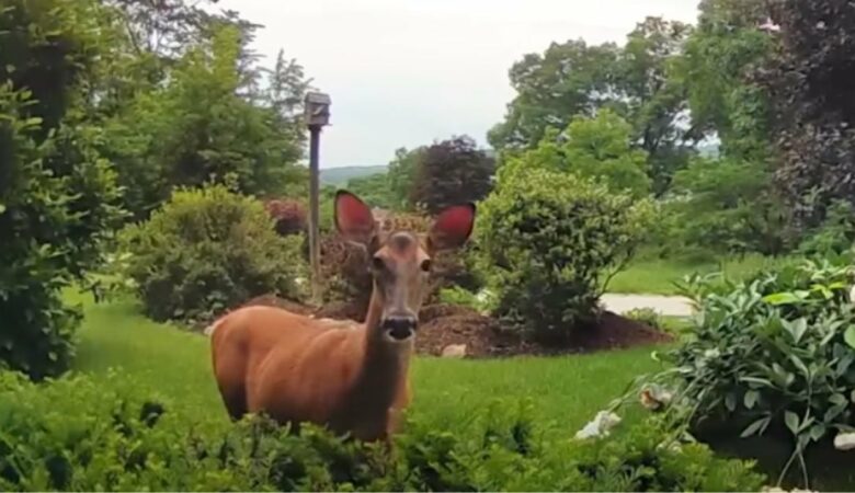 Majitel domu se vtipně “postavil” jelenovi, který se vkradl do zahrady přes kameru u zvonku