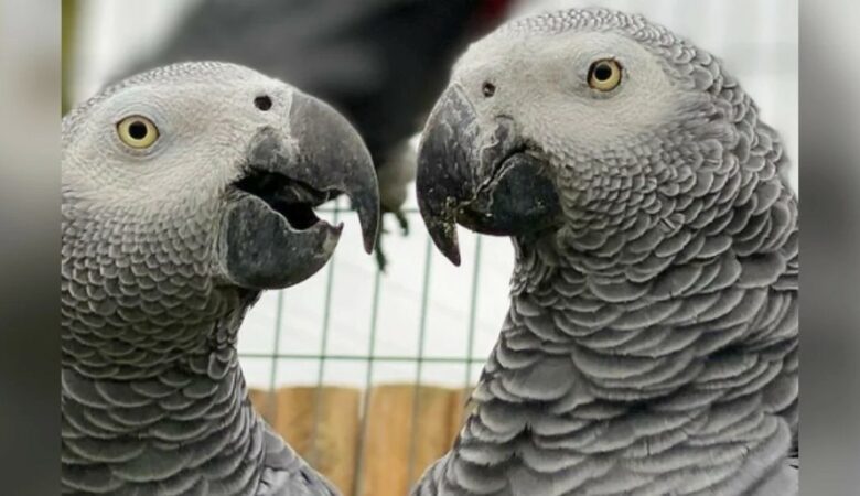 Papoušci, kteří se chovají jako nočníčci, byli nuceni se oddělit, protože se k návštěvníkům zoo chovali nejhůře