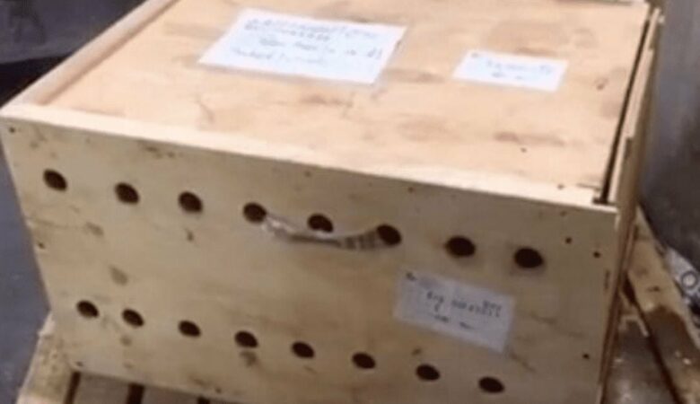 Záhadná dřevěná krabice s dírami ležela na letišti týden, než ji někdo otevřel
