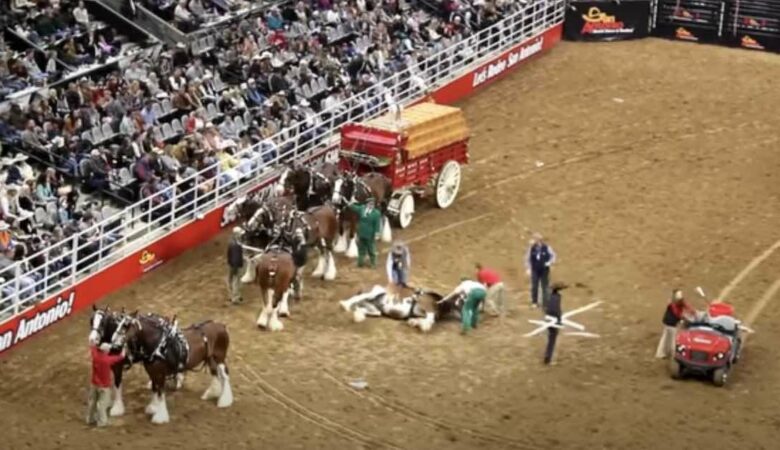 Znepokojení diváci sledují, jak kůň Clydesdale spadne do propletence během intenzivního rodea