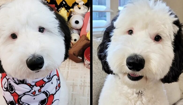 Internet se rozplývá nad tímto rozkošným psem, který vypadá přesně jako Snoopy