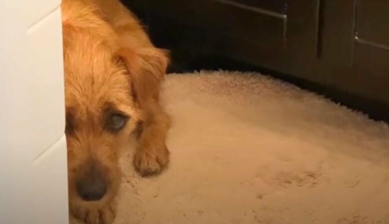 Záchranářský pes má “zlomené srdce”, když je 2 dny po adopci vrácen pěstounské rodině