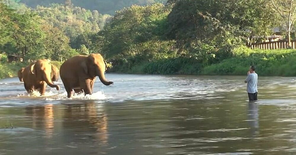 Muž křičí na slony, které neviděl 14 měsíců, a stádo se neudrží, když ho poznají