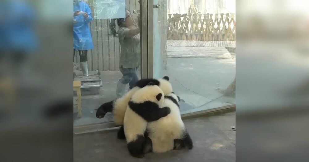 Zlomyslné pandy se postaví proti ošetřovateli a brzy se to změní v zábavnou potyčku