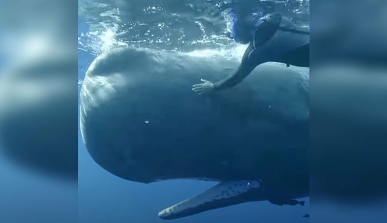 Velryba při pohledu na potápěče, který jí může pomoci, roztáhne tlamu dokořán
