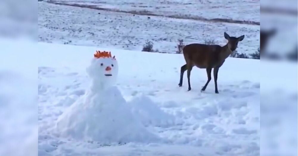 Jelen narazí na sněhuláka, který mu stojí v cestě, a způsob, jakým ho “pozdraví”, má více než 2,4 milionu zhlédnutí