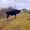 Turista spatří krávu, která pláče pro své mládě, a odmítá odejít, aniž by je znovu spojil