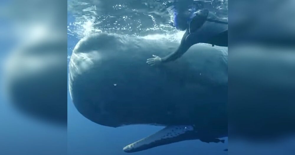 Velryba při pohledu na potápěče, který jí může pomoci, roztáhne tlamu dokořán