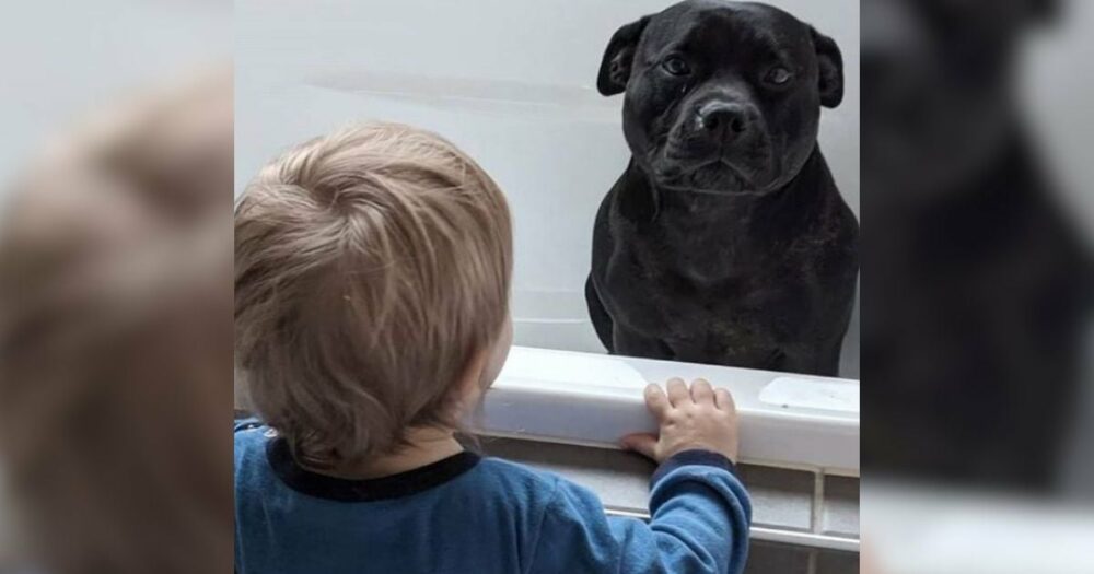 Pes, který “nesnáší koupání”, se každý večer vkrádá do sousedova domu, aby se připojil ke koupání dětí