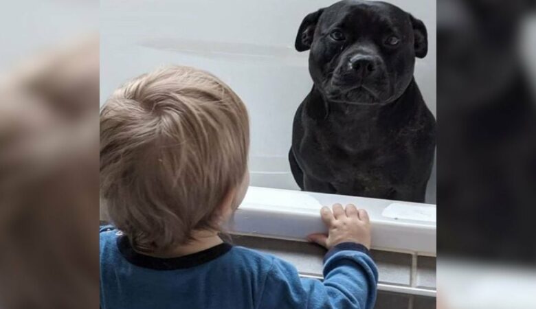 Pes, který “nesnáší koupání”, se každý večer vkrádá do sousedova domu, aby se připojil ke koupání dětí