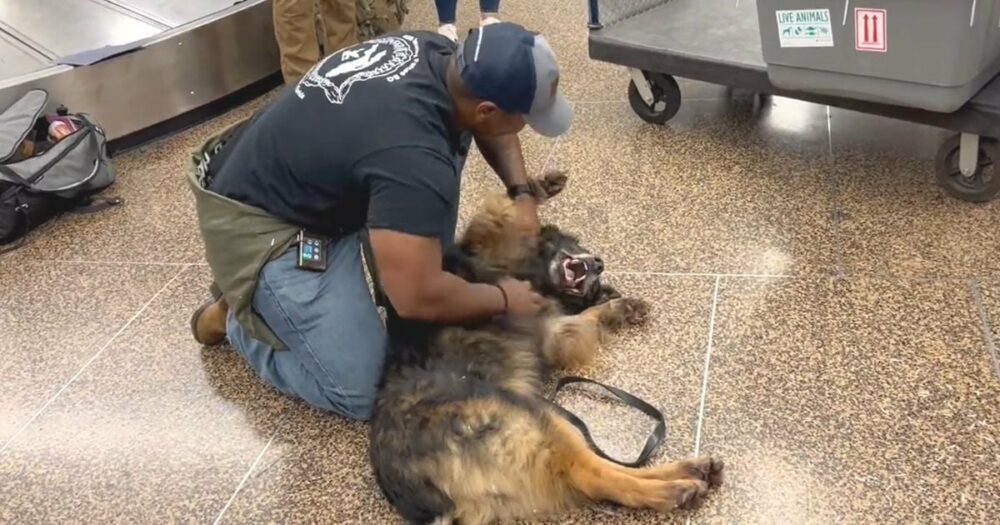 desetiletý vojenský pes se při setkání s milovaným psovodem znovu proměnil ve “štěně