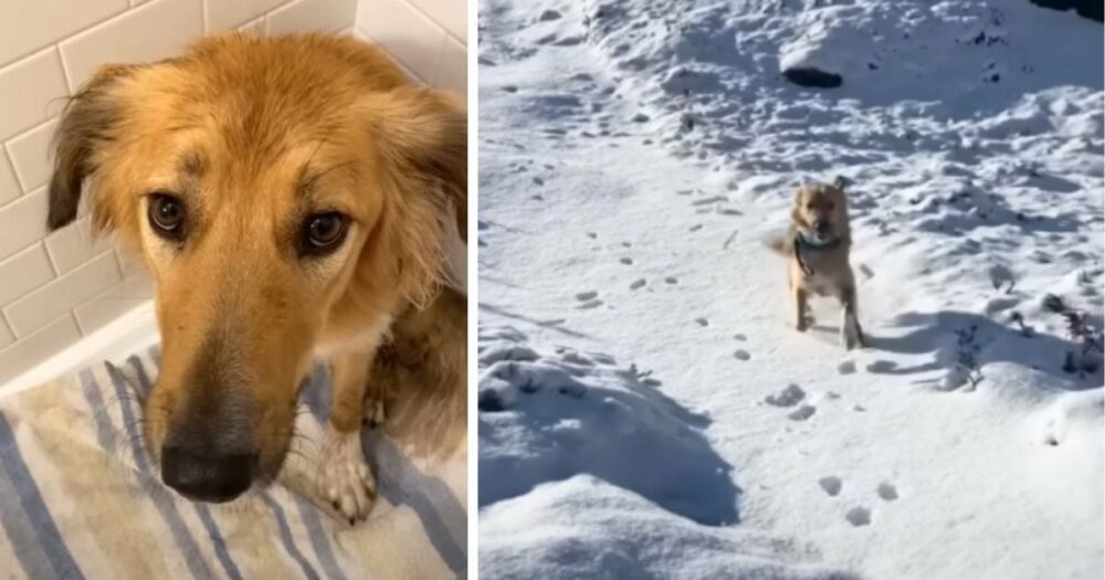 Pes narozený v poušti nemůže zadržet radost, když poprvé uvidí sníh