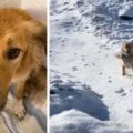 Pes narozený v poušti nemůže zadržet radost, když poprvé uvidí sníh