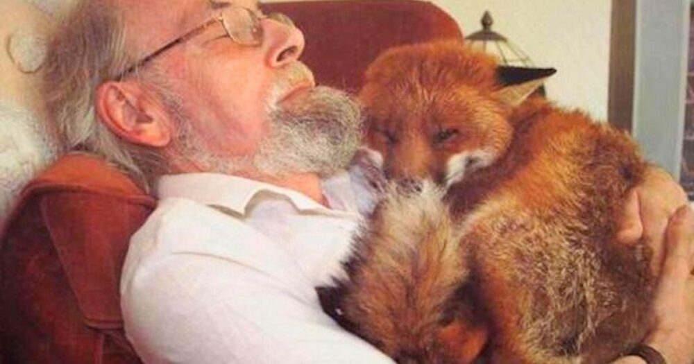 Laskavý muž zachránil zraněnou lišku u silnice a rychle se z nich stali “nejlepší přátelé