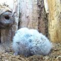 Soví máma, jejíž vejce se nevylíhla, nemůže zadržet radost, když v hnízdě najde mláďata