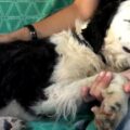 Zanedbaný pes usnul na klíně zachránce poté, co poznal, že je v bezpečí
