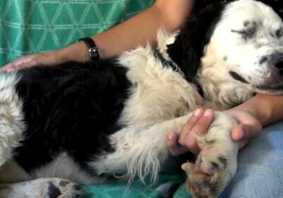 Zanedbaný pes usnul na klíně zachránce poté, co poznal, že je v bezpečí