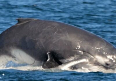 Samec velryby se pokusí zaútočit na velrybí mámu s mládětem, ale ochranný hejno delfínů jeho plán překazí