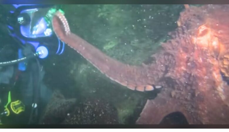 Potápěč nabídl ruku obří chobotnici a ta mu upřímně odpověděla