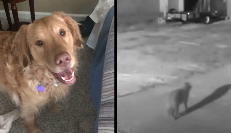 Rodinný pes se ztratí a o rok později je spatřen na skryté kameře