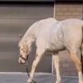 “Hladový” kůň stále vylézá z boxu, aby pacientům na nedaleké klinice sundal svačinu