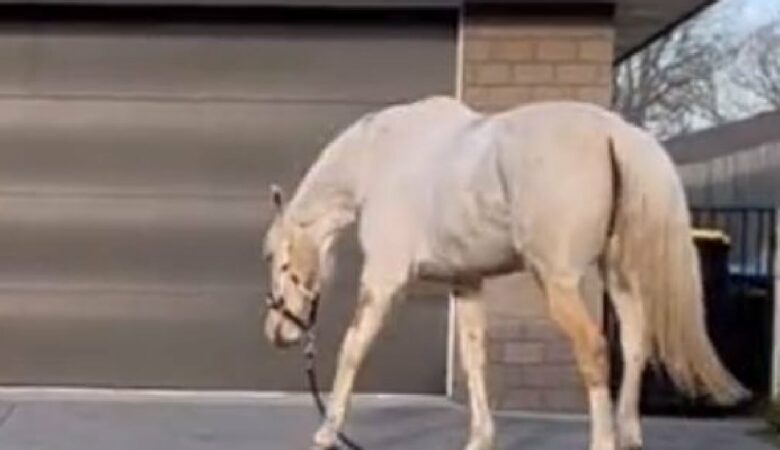 “Hladový” kůň stále vylézá z boxu, aby pacientům na nedaleké klinice sundal svačinu