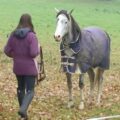 Po třech týdnech odloučení se kůň znovu setkává s majitelkou, která ji nejlépe přivítá doma