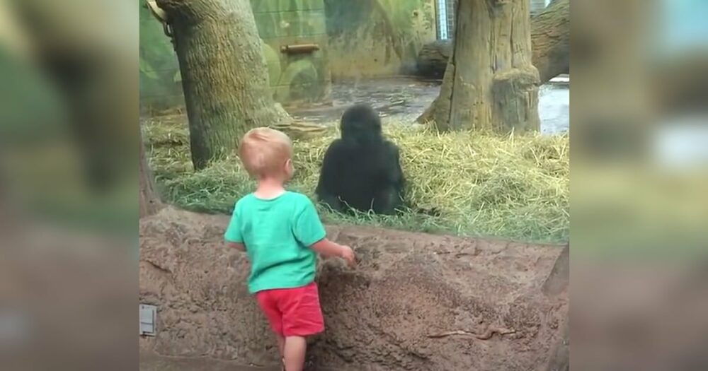 Batole a gorilí mládě se na sebe podívají a pak začnou hrát hru, kterou nikdo nemůže ignorovat