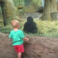 Batole a gorilí mládě se na sebe podívají a pak začnou hrát hru, kterou nikdo nemůže ignorovat
