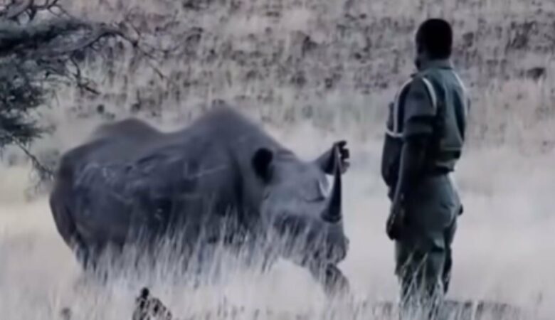 Osiřelý nosorožec zažil “emotivní” setkání s mužem, který ho vychoval
