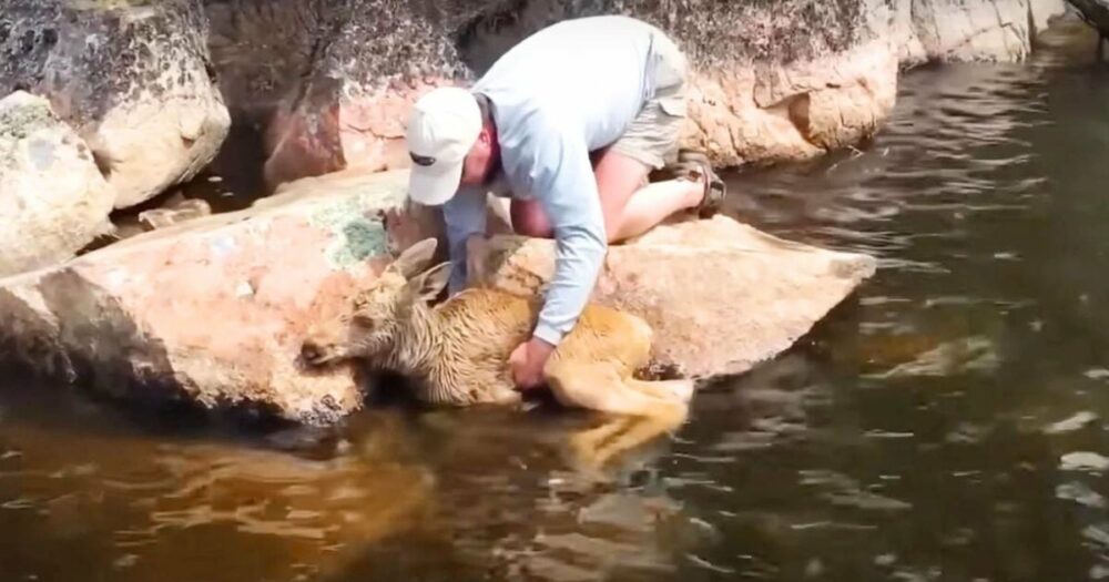 Laskaví rybáři spatřili 2 losí mláďata topící se v řece a provedli neuvěřitelnou záchrannou akci