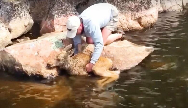Laskaví rybáři spatřili 2 losí mláďata topící se v řece a provedli neuvěřitelnou záchrannou akci