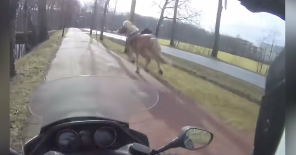 Muž na skútru spatřil vyděšeného koně běžícího po silnici a okamžitě se pustil do akce