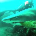 Potápěč spatřil síť zaháknutou v tlamě žraloka a zachránil ho, aniž by očekával neuvěřitelné “děkuji” poté, co