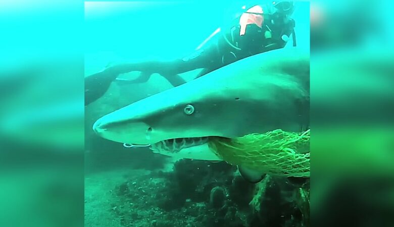 Potápěč spatřil síť zaháknutou v tlamě žraloka a zachránil ho, aniž by očekával neuvěřitelné “děkuji” poté, co