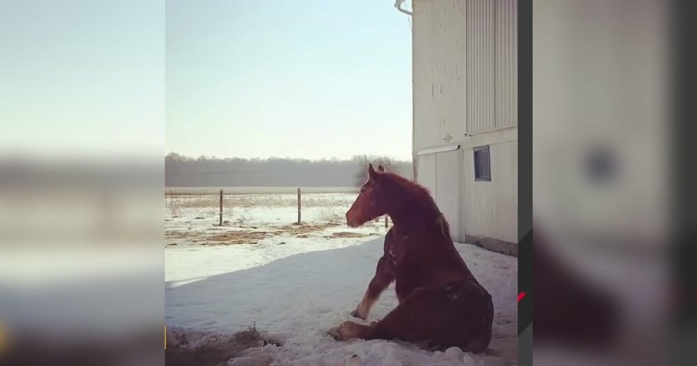 Osamělý a zanedbaný kůň poznává v posledním roce života význam přátelství
